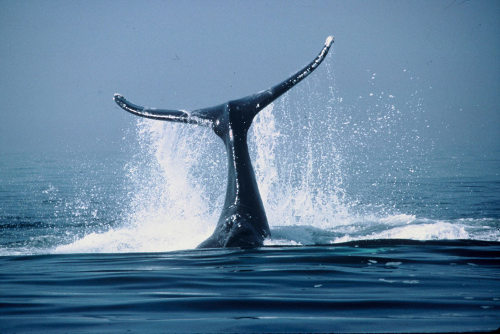 La cola de una gran ballena sale del mar