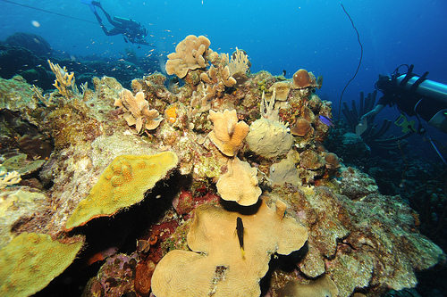 Corales en el fondo del Océano