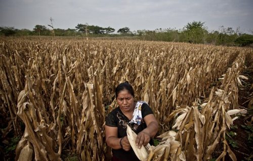 Una mujer analiza una mazorca de maíz 