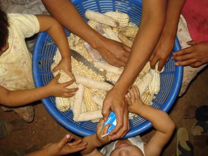 Manos recogiendo maiz en un barreño (Guatemala)