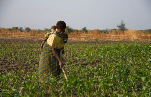 Una mujer con un bebé a su espalda cultiva un terreno