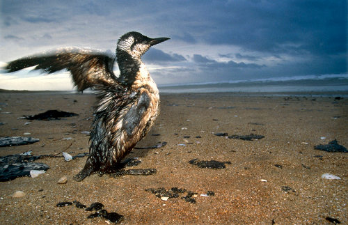 Un pájaro en una playa manchado de crudo
