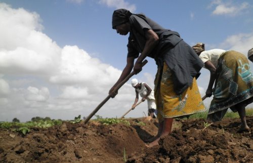mujeres africanas cultivando la tierra