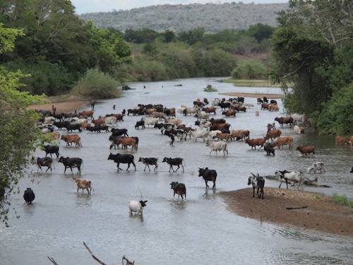 Un rebaño de vacas cruza un río en Tanzania