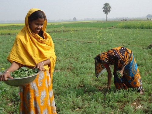 Mujeres recogen hierbas en la aldea de Nachol (Bangladesh)