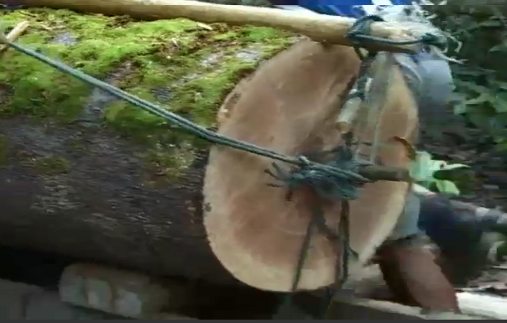 Arrastran un gran tronco