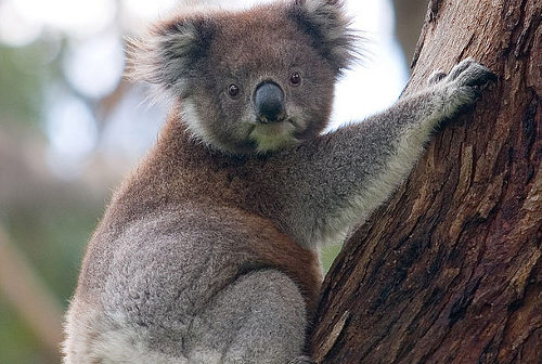Un koala en un árbol