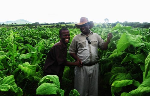 Dos hombres en un campo de verduras