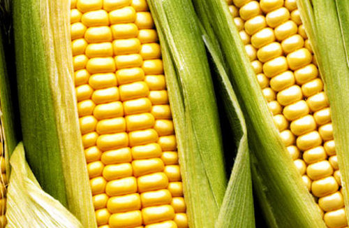 Dos mazorcas e maíz
