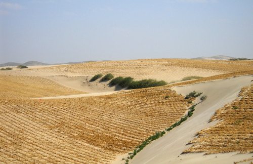 Terreno cultivado en mitad del desierto