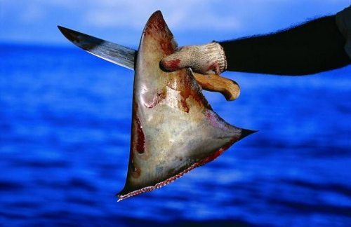 Un hombre muestra una aleta de tiburón cortada y un cuchillo con sangre