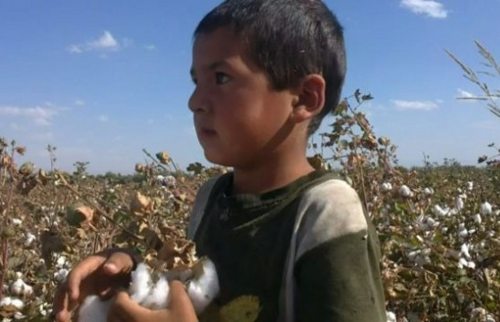 niño uzbeko en un algodonal con un montón de algodón en las manos