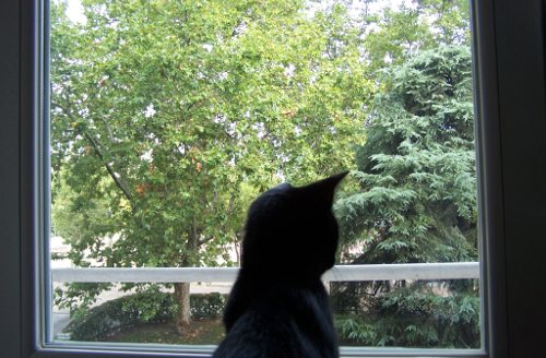 Una gatita negra mira por la ventana los árboles del parque con algunas hojas amarillas