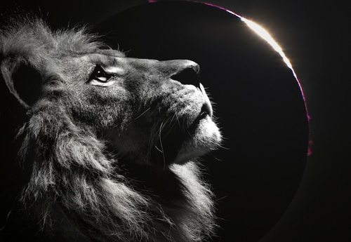 Un león mirando hacia un eclipse