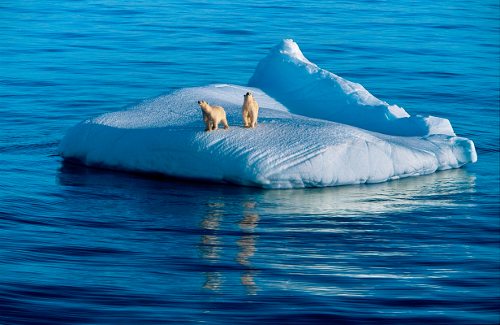Dos osos en medio de un pequeño bloque de hielo en el mar