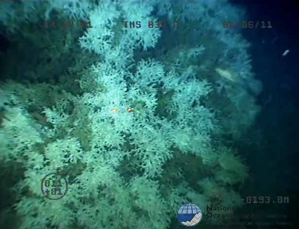 un coral en la profundidad
