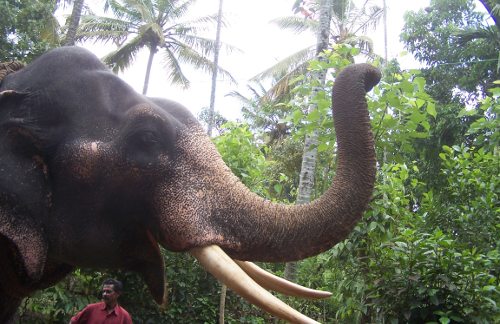 Elefante en India