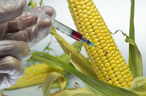 Un hombre pone una inyección en un grano de maíz