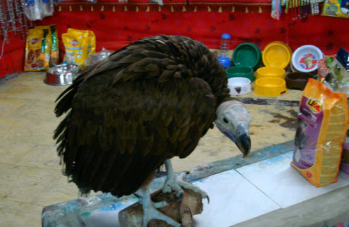 Un buitre en el interior de una tienda rodeado de paquetes de comida para animales y utensilios para mascotas