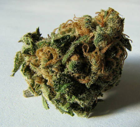 Flores secas de Cannabis sativa