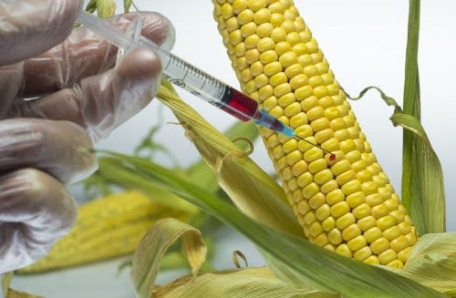 Una persona inyecta un líquido a un grano de maíz 