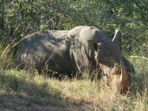 Rinoceronte abatido por furtivos