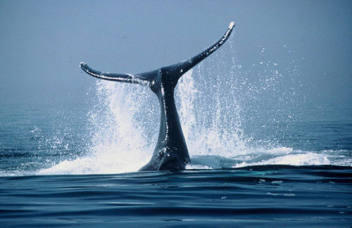 La cola de una ballena en el mar