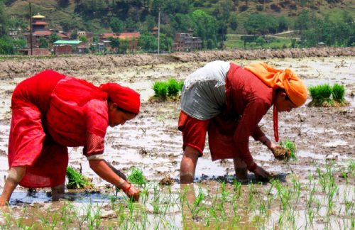 Mujeres de Nepal plantan arroz.