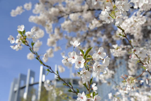 Un árbol lleno de flores delante del PE