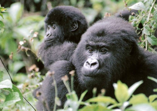 Gorilas Virunga