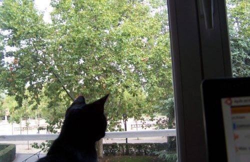 Una gatita mira por la ventana