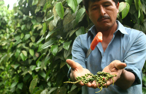 Un hombre enseña unos granos de café recién recogidos