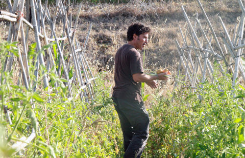 Un agricultor ecológico entre las cañas de los tomates