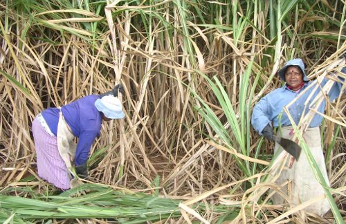 Dos mujeres trabajando en un campo de caña de azúcar