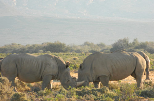 Dos rinocerontes blancos peleando