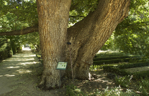 Parte inferior del árbol Pantalones, se ven sus dos ramas inferiones que parecen unos pantalones