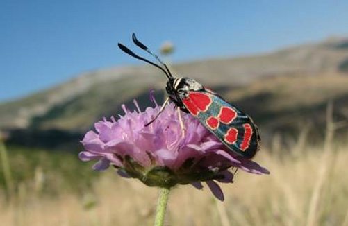 Un insecto libando en una flor