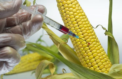 Una persona con guantes pone una inyección a un grano de maíz