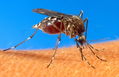 Un mosquito sobre el brazo de una persona