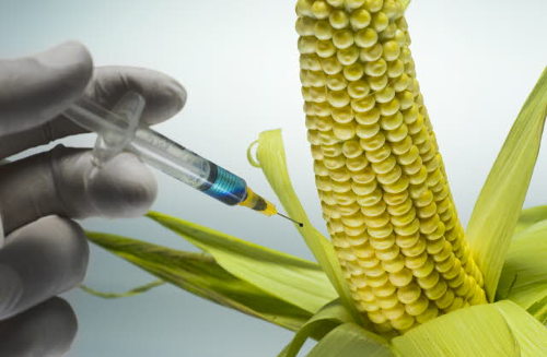 Una persona pone una inyección a una panocha de maíz