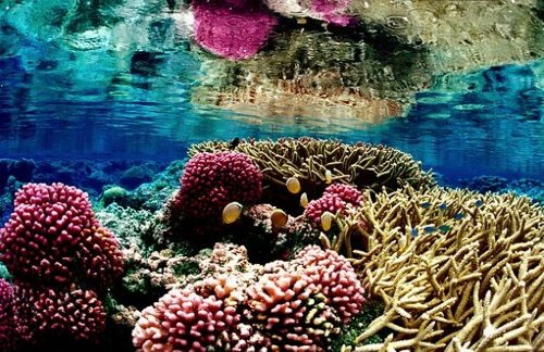 Arrecife de coral de Palmira EE UU