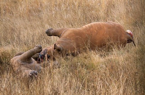 Un rinoceronte y sucría muertos