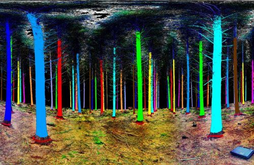Bosque escaneado por un sistema de 3D. Los troncos de los árboles aparecen en diferentes colores.
